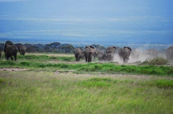 Kenya – Amboseli National Park