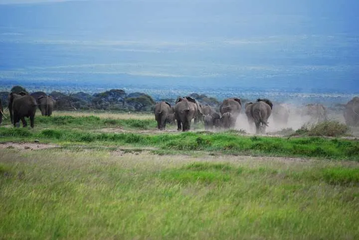 Kenya, Amboseli National Park, elephants walking towards Mt. Kilimanjaro