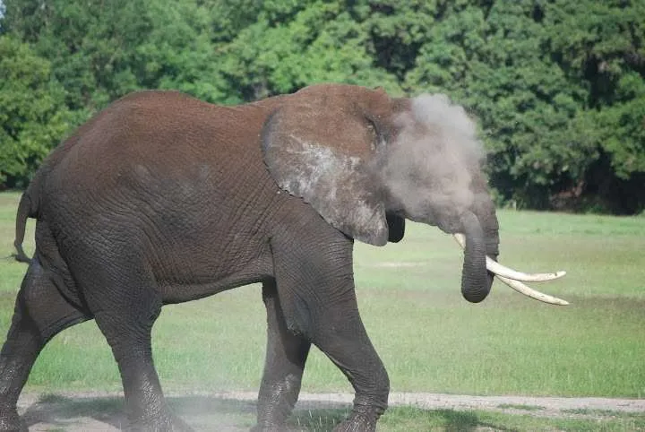 Elephants at Kenya, Amboseli National Park