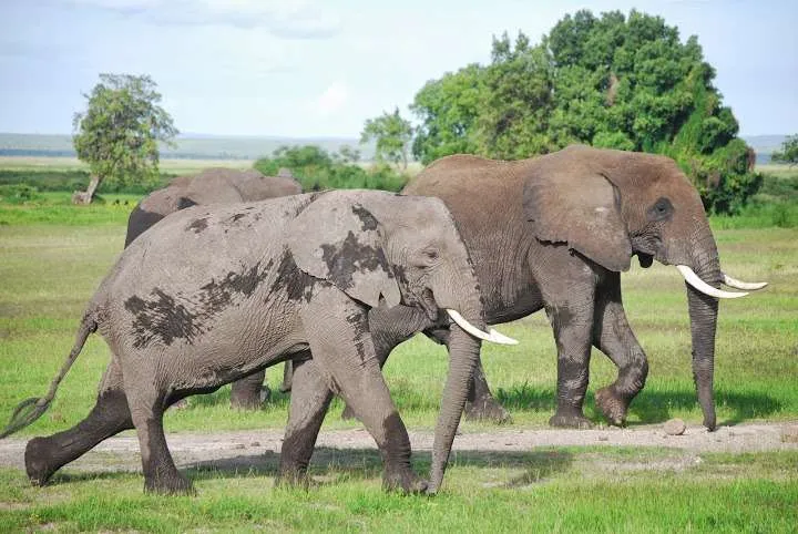 Kenya, Amboseli National Park