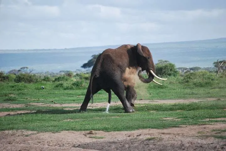 Elephants in Amboseli National Park, Kenya