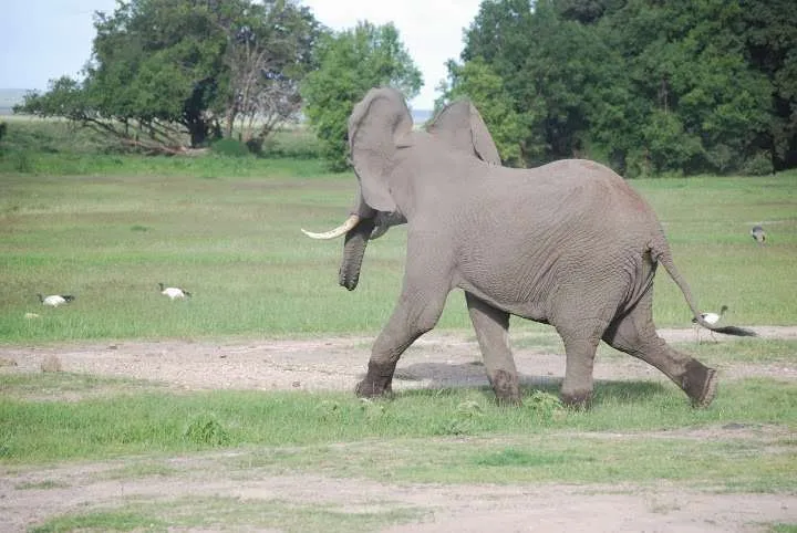 Elephants in Amboseli National Park, Kenya