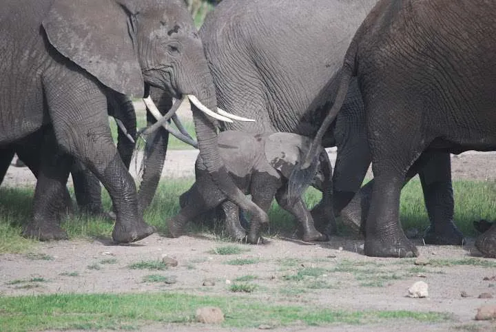Elephants in Amboseli National Park, Kenya