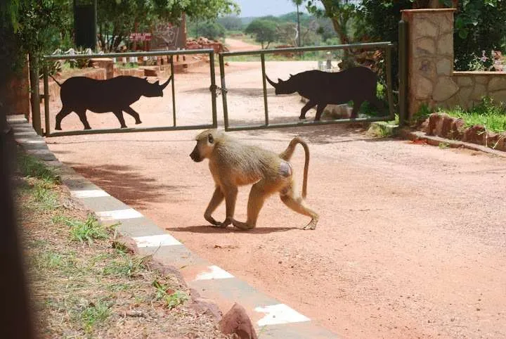 Tsavo East national park, Kenya