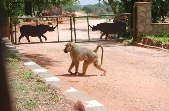 Kenya – the wild Tsavo East National Park