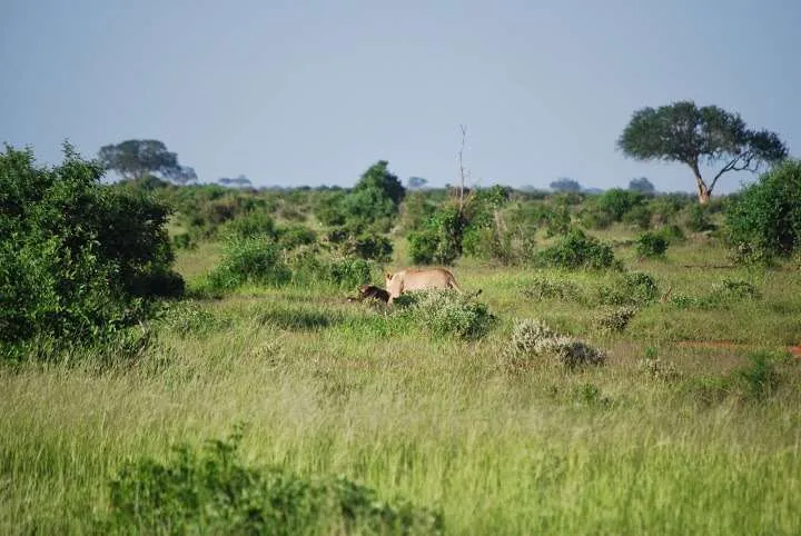 Tsavo East national park, Kenya