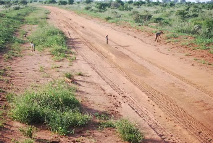 Tsavo East national park, Kenya