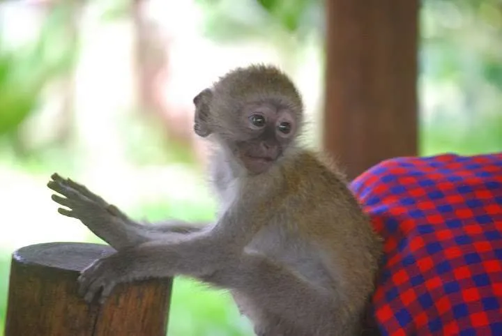 Monkey Nelson, Mwechema village, Tiwi, Kenya