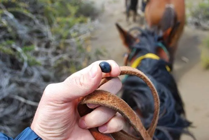 El Calafate fruit, Patagonia, Argentina
