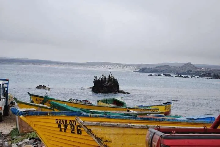 a journey with penguins, seals, dolphins and more animals in HUmboldt National Reserve in Chile
