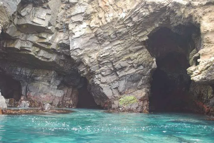 a journey with penguins, seals, dolphins and more animals in HUmboldt National Reserve in Chile