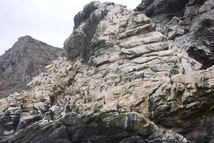 a journey with penguins, seals, dolphins and more animals in HUmboldt National Reserve in Chile