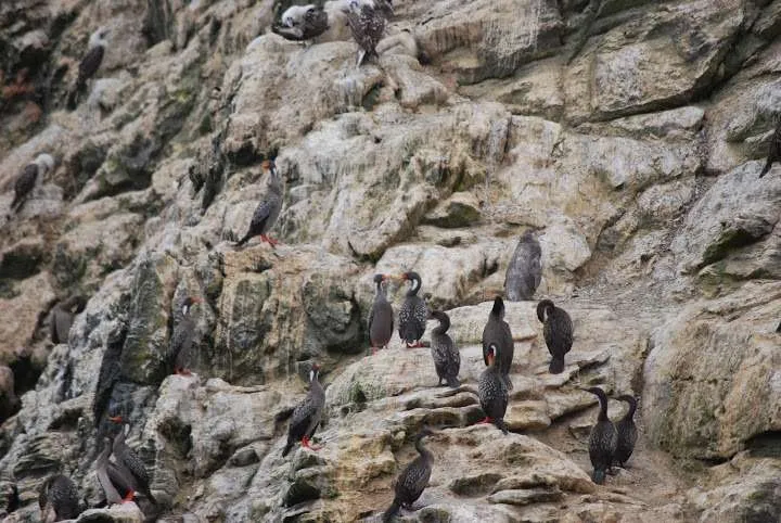a journey with penguins, seals, dolphins and more animals in HUmboldt National Reserve in Chile