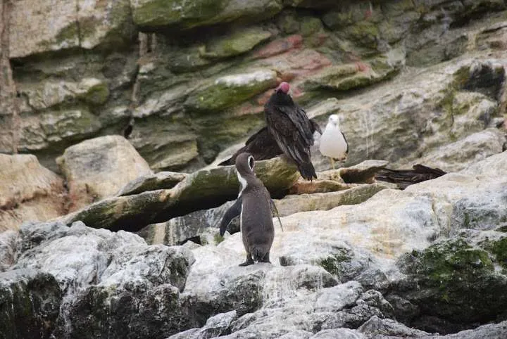 Humboldt National Reserve, Chile