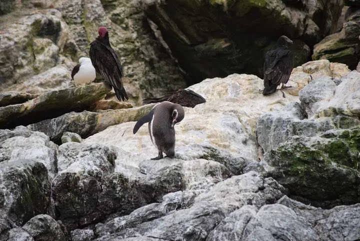 a journey with penguins, seals, dolphins and more animals in HUmboldt National Reserve in Chile