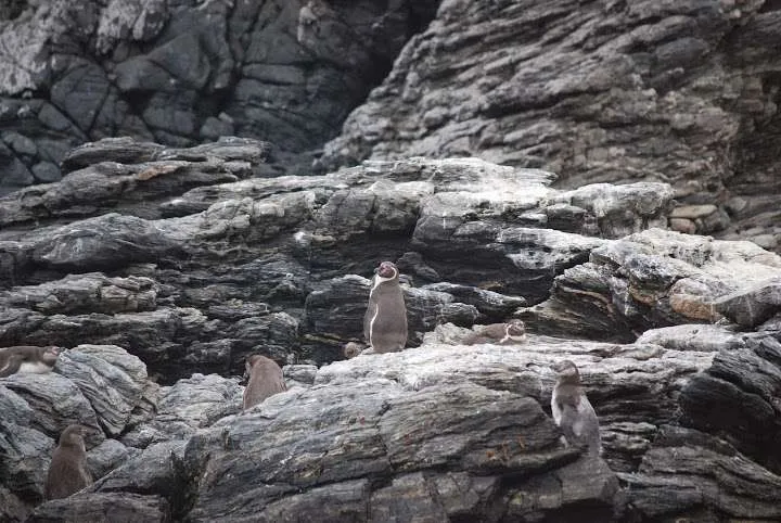 a journey with penguins, seals, dolphins and more animals in HUmboldt National Reserve in Chile
