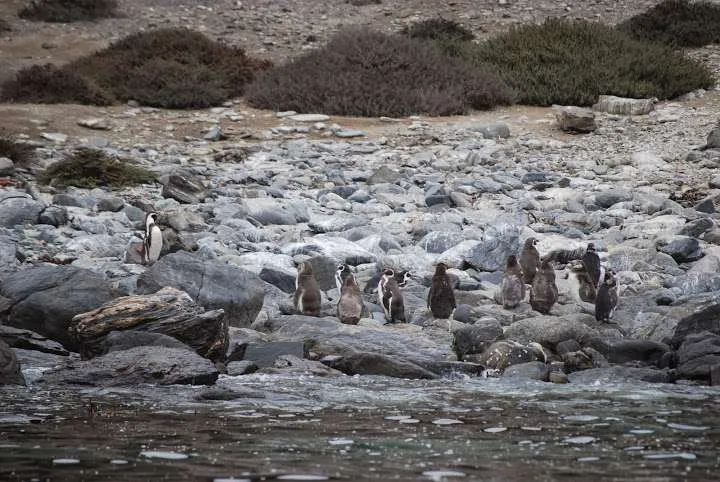 a journey with penguins, seals, dolphins and more animals in HUmboldt National Reserve in Chile