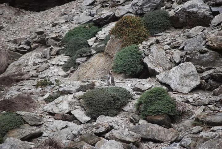 a journey with penguins, seals, dolphins and more animals in HUmboldt National Reserve in Chile
