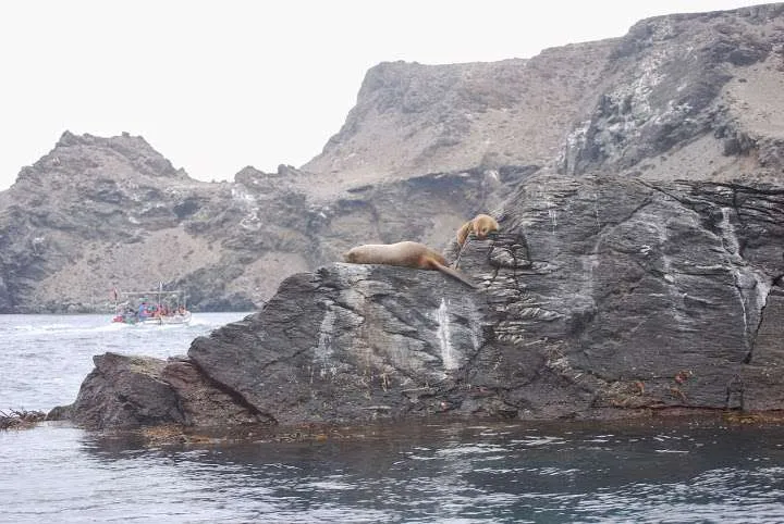 a journey with penguins, seals, dolphins and more animals in HUmboldt National Reserve in Chile