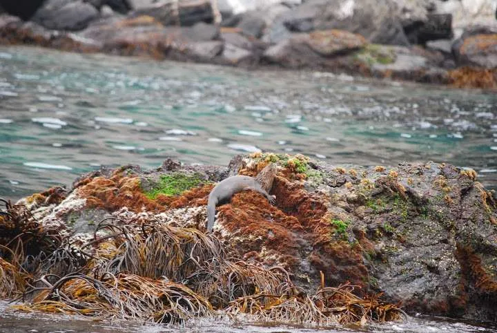 a journey with penguins, seals, dolphins and more animals in HUmboldt National Reserve in Chile