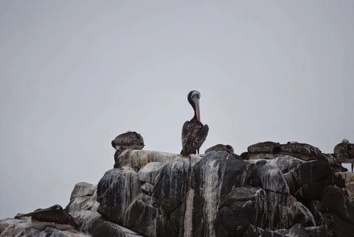 a journey with penguins, seals, dolphins and more animals in HUmboldt National Reserve in Chile