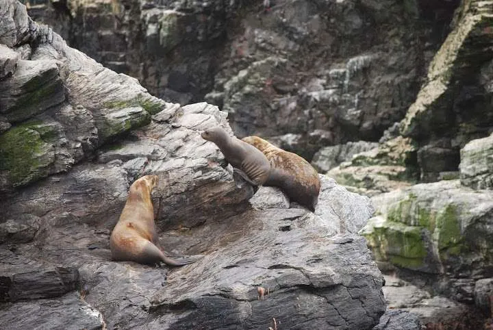 a journey with penguins, seals, dolphins and more animals in HUmboldt National Reserve in Chile