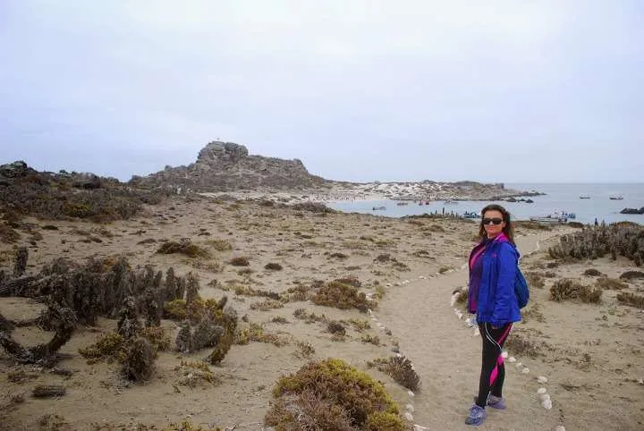 a journey with penguins, seals, dolphins and more animals in HUmboldt National Reserve in Chile