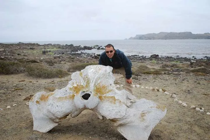a journey with penguins, seals, dolphins and more animals in HUmboldt National Reserve in Chile