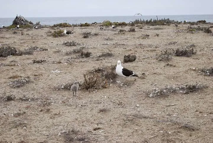 a journey with penguins, seals, dolphins and more animals in HUmboldt National Reserve in Chile