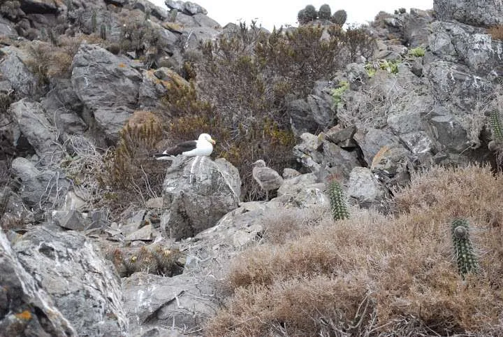 a journey with penguins, seals, dolphins and more animals in HUmboldt National Reserve in Chile
