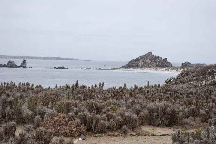 a journey with penguins, seals, dolphins and more animals in HUmboldt National Reserve in Chile