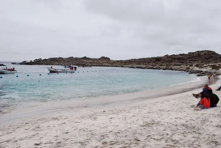 a journey with penguins, seals, dolphins and more animals in HUmboldt National Reserve in Chile