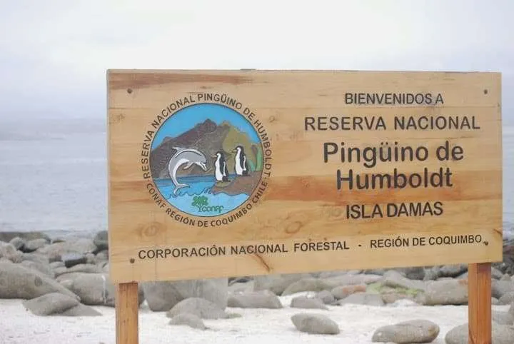 a journey with penguins, seals, dolphins and more animals in HUmboldt National Reserve in Chile