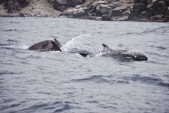 a journey with penguins, seals, dolphins and more animals in HUmboldt National Reserve in Chile