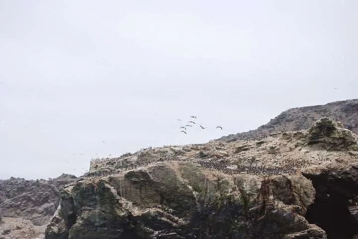 a journey with penguins, seals, dolphins and more animals in HUmboldt National Reserve in Chile