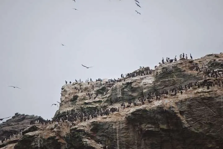 a journey with penguins, seals, dolphins and more animals in HUmboldt National Reserve in Chile