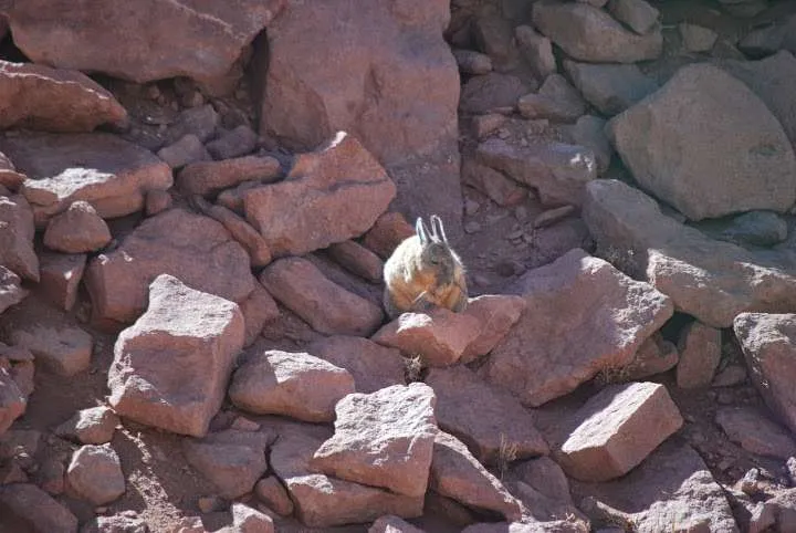 tips and ideas about trips in the Atacama Desert in Chile