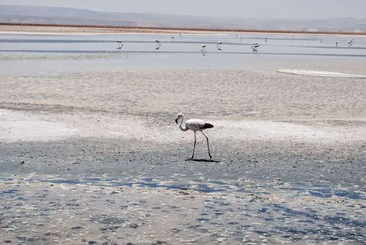tips and ideas about trips in the Atacama Desert in Chile