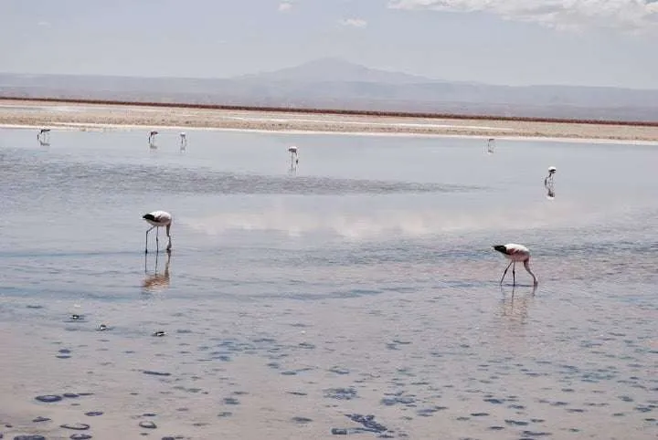 tips and ideas about trips in the Atacama Desert in Chile