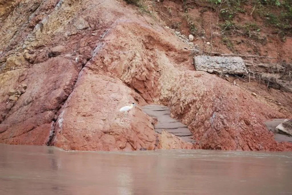 nature's wonders in Madidi jungle in Bolivia