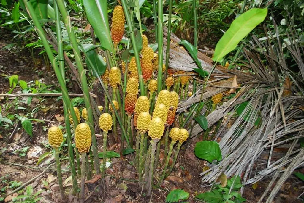 nature's wonders in Madidi jungle in Bolivia