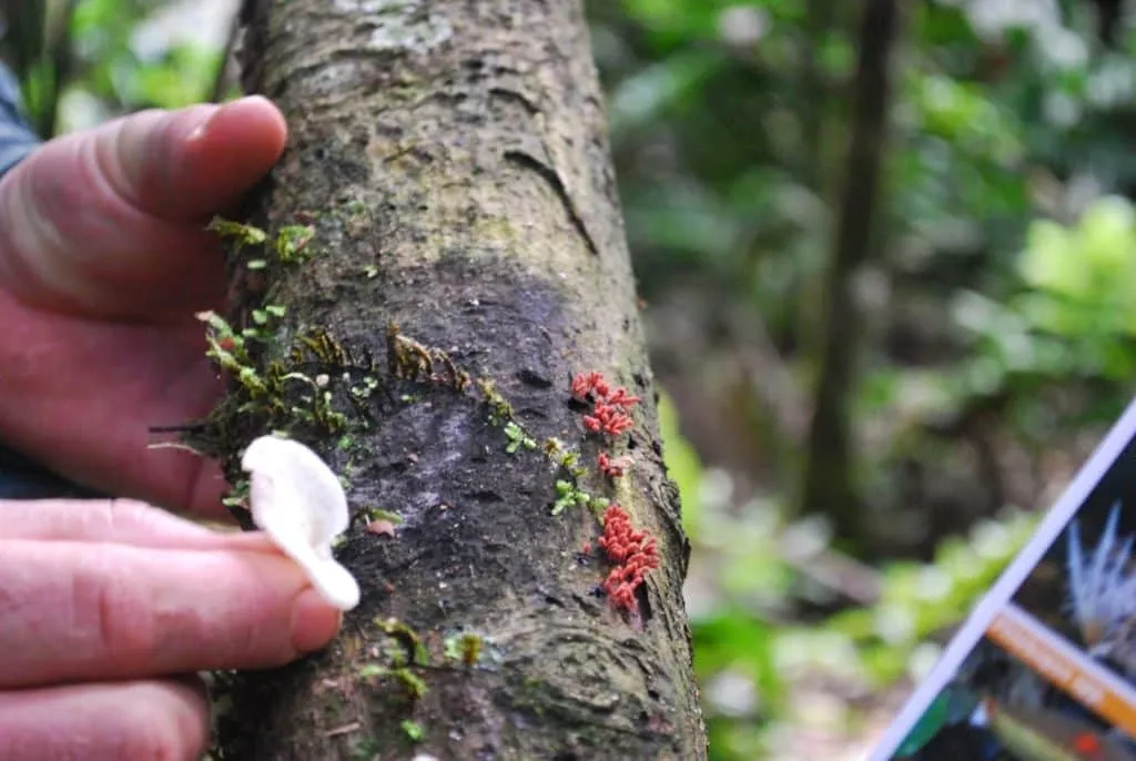 nature's wonders in Madidi jungle in Bolivia