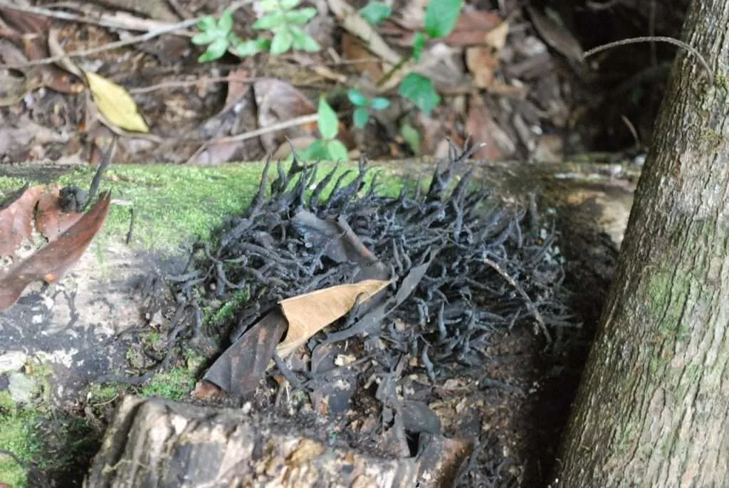 nature's wonders in Madidi jungle in Bolivia