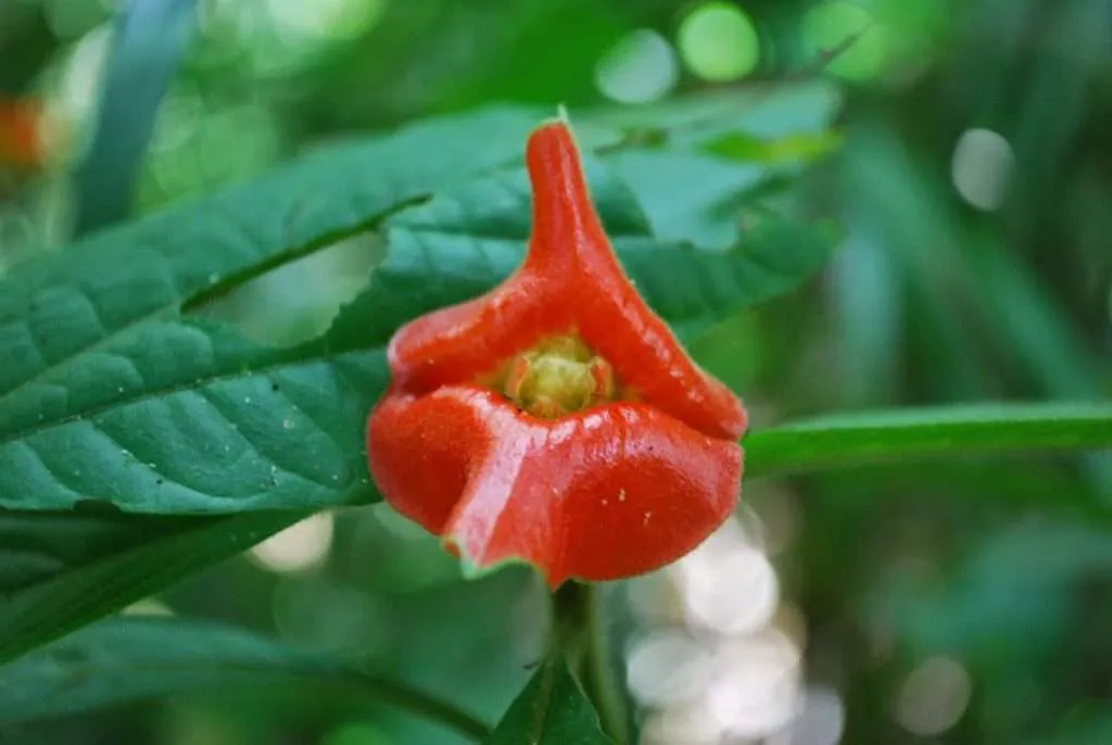 nature's wonders in Madidi jungle in Bolivia