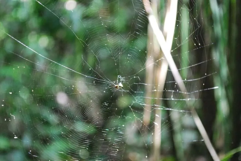 nature's wonders in Madidi jungle in Bolivia