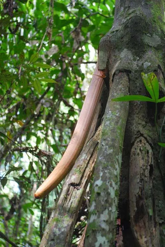 nature's wonders in Madidi jungle in Bolivia