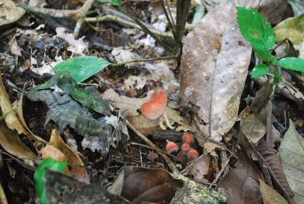 nature's wonders in Madidi jungle in Bolivia