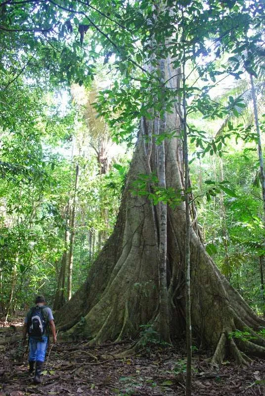 nature's wonders in Madidi jungle in Bolivia