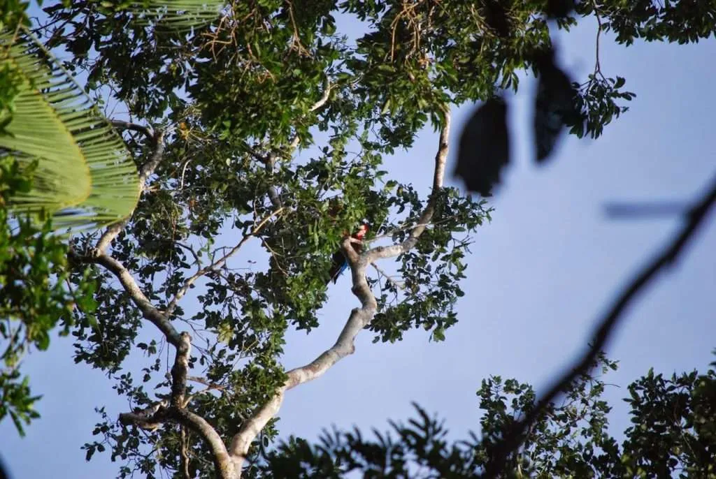 nature's wonders in Madidi jungle in Bolivia