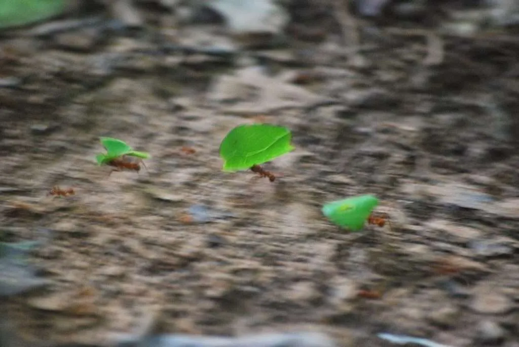 nature's wonders in Madidi jungle in Bolivia